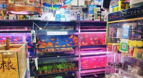 通過百度地圖搜索到的一家花鳥魚店家店鋪面積很小有點(diǎn)雜亂.jpg 通過百度地圖搜索到的一家花鳥魚店家店鋪面積很小有點(diǎn)雜亂.jpg